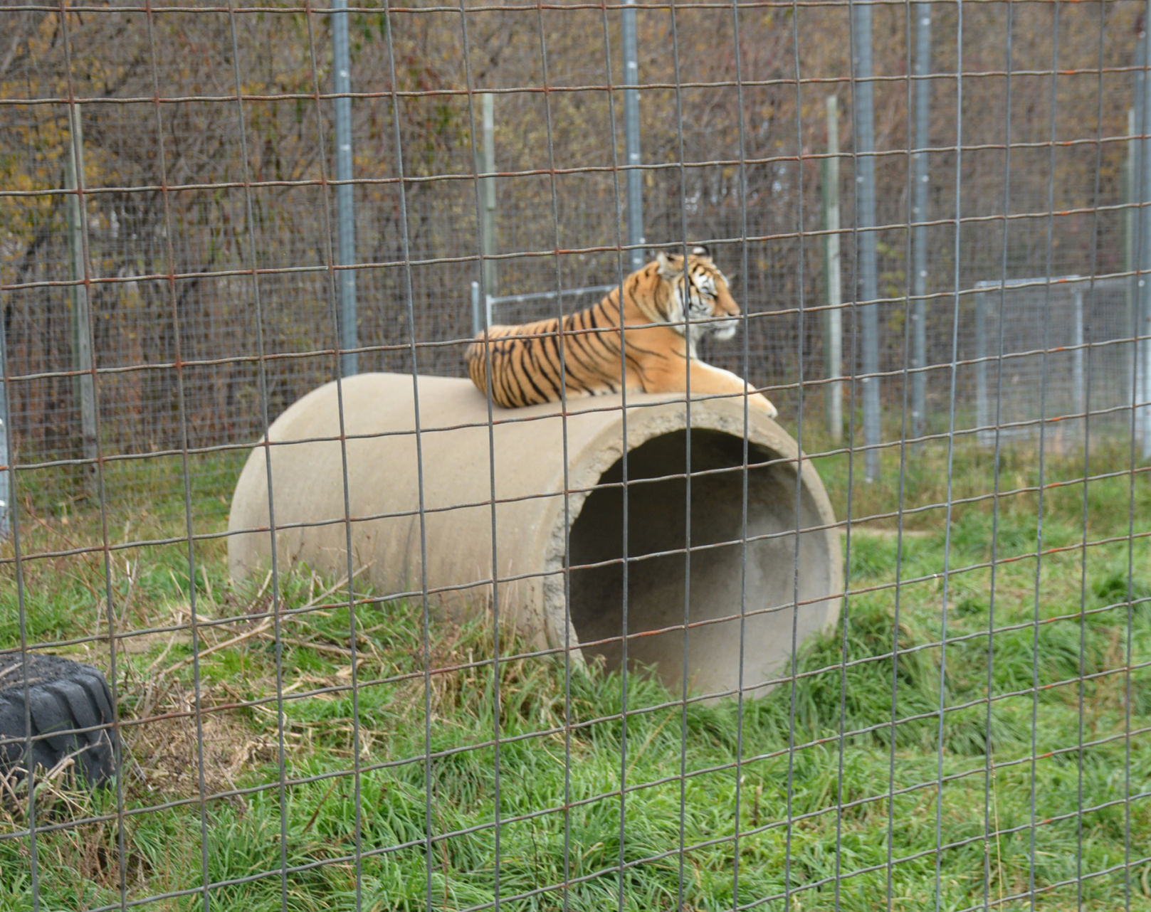 103119-star-news-cats7.jpg